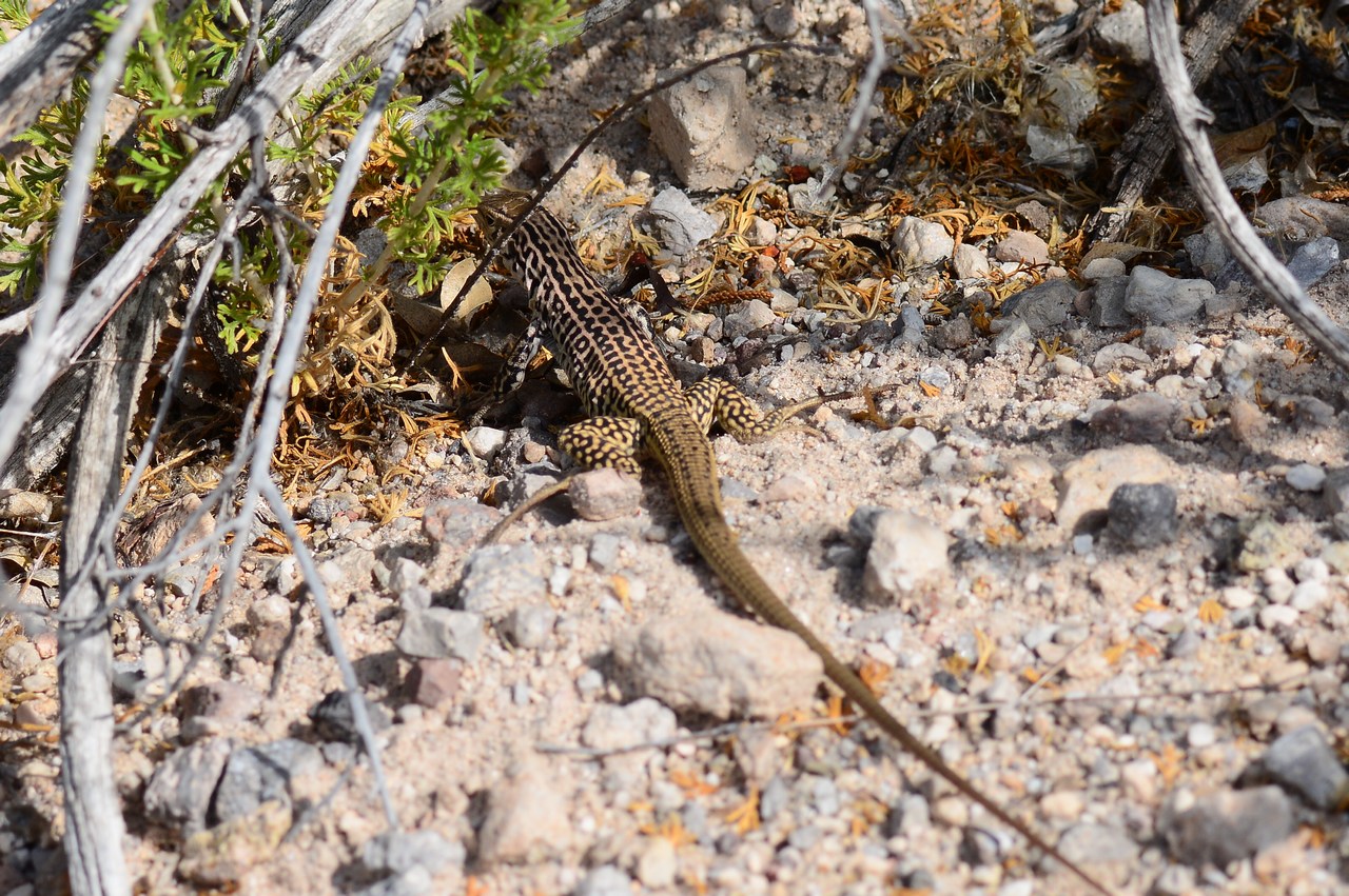 Aspidoscelis tesselatus